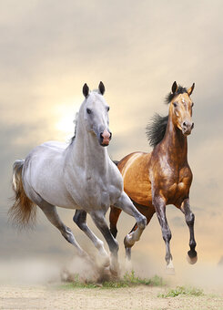 Notitieboek Chief en Lady Notitieboek Chief en Lady