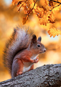 Notitieblok Pepper Notitieblok Pepper