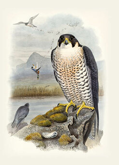 Notitieboek Allstar Notitieboek Allstar