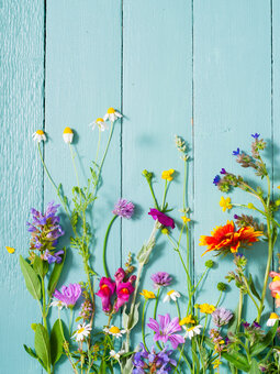 Notitieboek Devina Notitieboek Devina