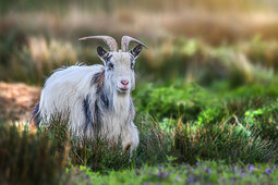 Schetsboek Fiore Schetsboek Fiore