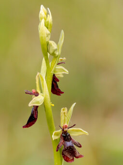 Notitieboek Carots Notitieboek Carots